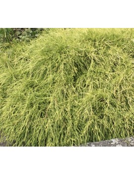 Cyprysik groszkowy sunglod,...