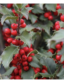 Ilex Magical Amore rosso