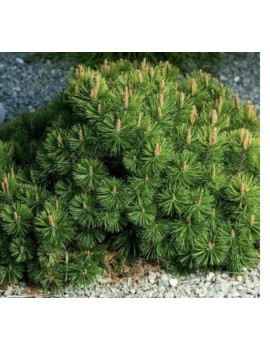 Sosna górska Pumilio