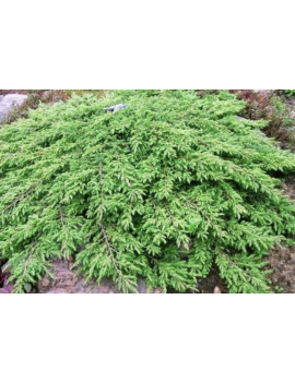 Jałowiec green carpe,...