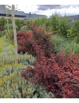 Pęcherznica lady in red,...