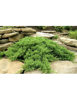 Jałowiec rozesłany...