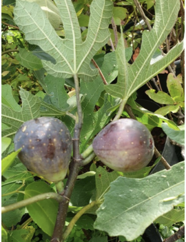 Figa Little Miss Figgy