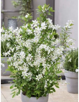 Obiela mieszańcowa Blushing...