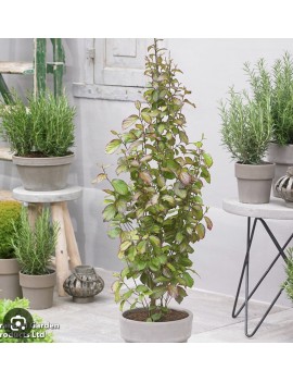 Parocja Persian Spire PBR