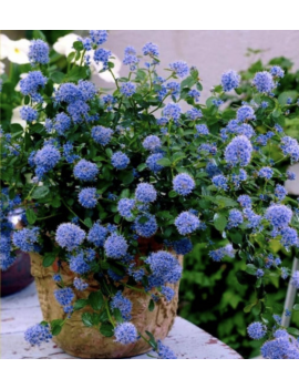 Prusznik Victoria,...