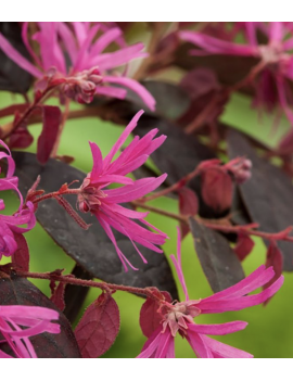 Loropetalum fire dance