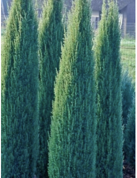 Jałowiec pospolity...