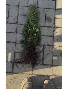 Thuja smaragd