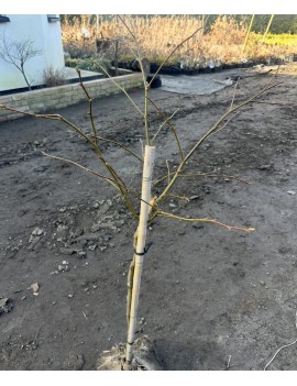 Ambrowiec gumball...