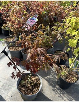 Klon palmowy atropurpureum