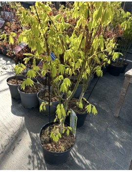 Klon shirasawy  Jordan