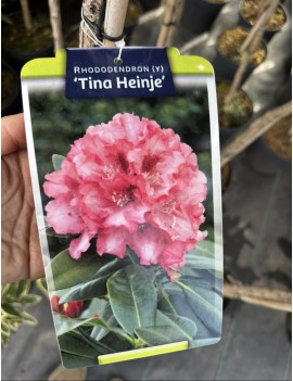 Rhododendron na pniu 90 cm...