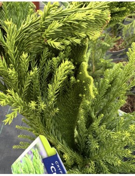 Kryptomeria japońska Cristata