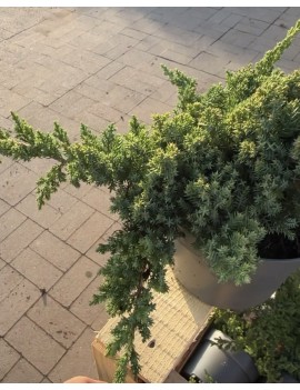 Jałowiec procumbens nana