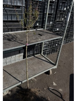 Lilak Meyera Palibin 90 cm...