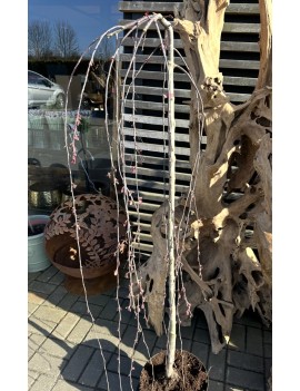 Jabłoń Royal beauty...