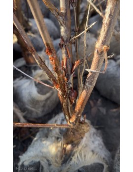 Klon strzępiastokory