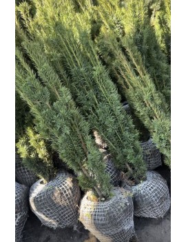 cis Fastigiata robusta...