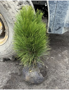 Sosna green tower 60-70 CM...