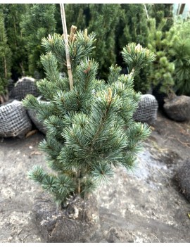 Sosna drobnokwiatowa...