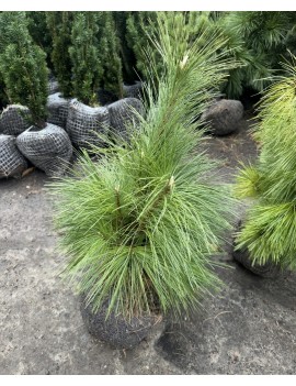 sosna schwerina wiethorst...