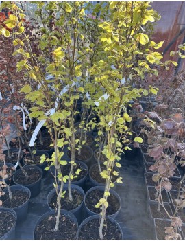 Buk kolumnowy Dawyck gold