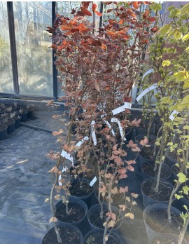 Buk kolumnowy Dawyck Purple