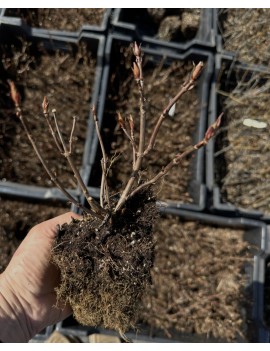 Hortensja piłkowana Morning...