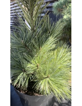 Sosna giętka Vanderwolf’s...