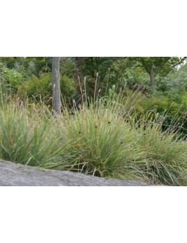 Sesleria lśniąca, sesleria...