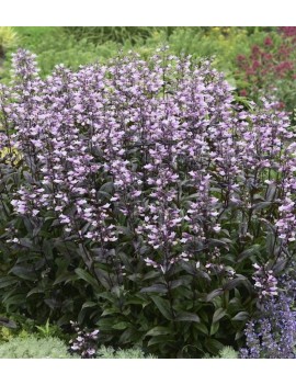 Penstemon Dark Tower