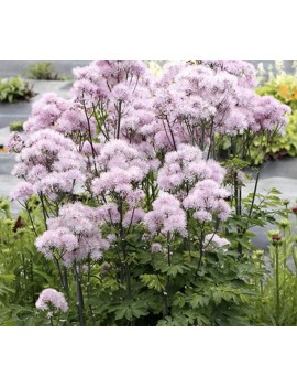 Rutewka Nimbus Pink