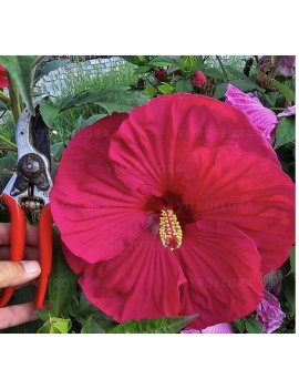 Hibiskus Pink Dragon