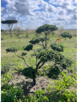 Pinus mugo Uncinata (sosna...
