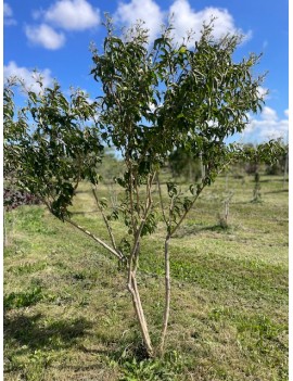 Heptacodium...