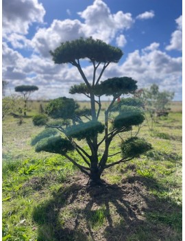 Pinus mugo Uncinata (sosna...