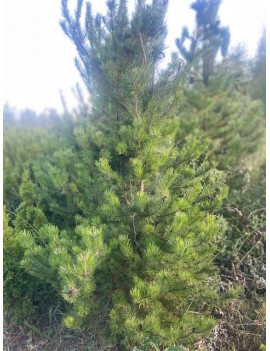 Pinus contorta (sosna...