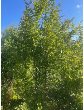 Carpinus betulus multisztam...