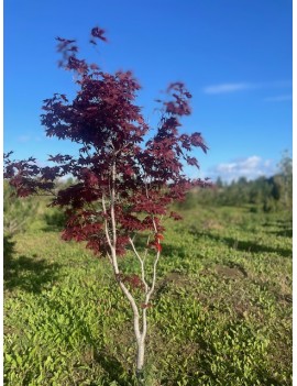 Acer pal.Atropurpureum...