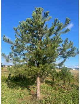 Pinus nigra nigra 400-500cm...