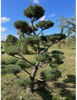Pinus syl.Norske Typ 250cm...