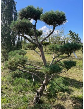 Pinus syl Norske typ 250cm...