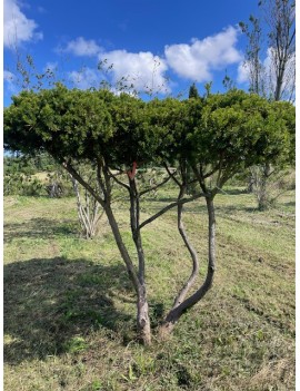 Taxus baccata 200cm forma...