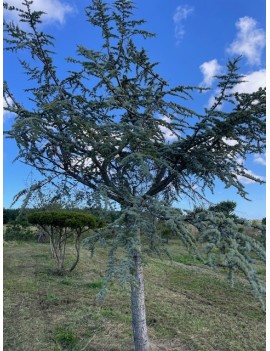 Cedrus atl. Glauca 500cm...