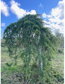 Cedrus deodora "aurea...