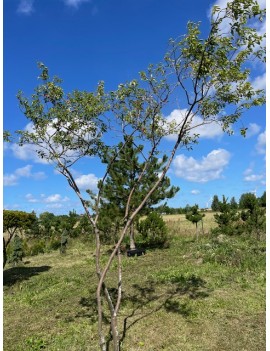 Amelanchier lamarcki 400cm...