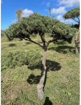 Pinus syl Norske typ 150cm...