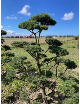 Sosna hakowata 220cm Bonsai