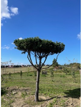 Pinus syl."Norske typ"...